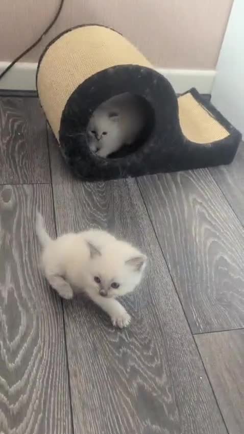 Ragdoll cats for sale: Beautiful gccf registered kittens - Video 2