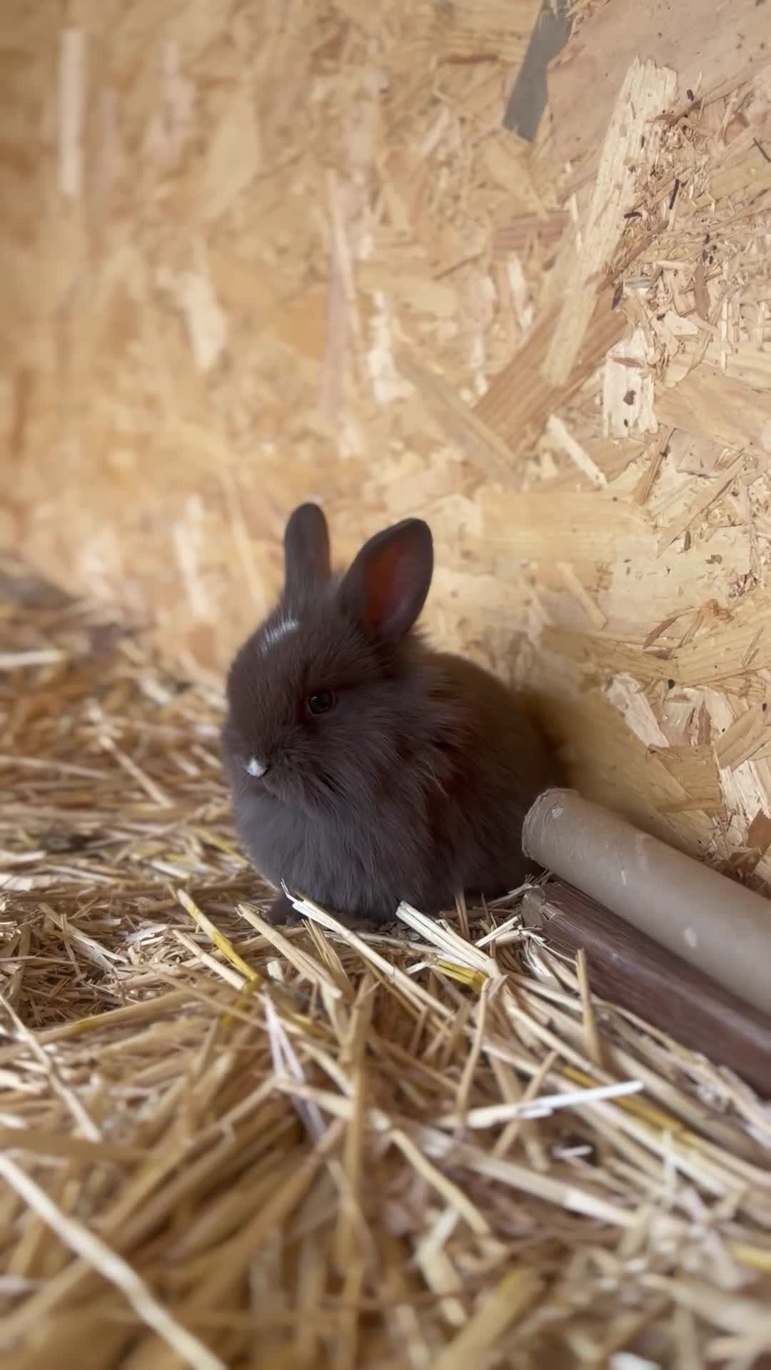 Mini Lion Lop rabbits for sale: Beautiful Mini Lion Lop Bunnies  in Rochdale - Video 1