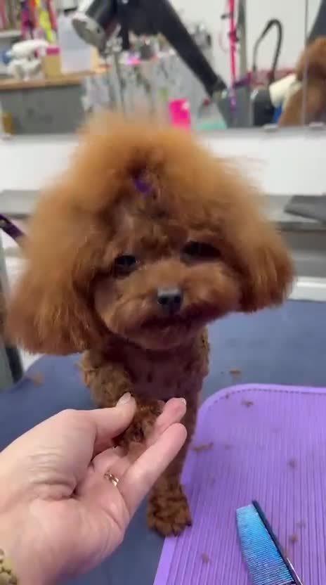 Poodle dogs for sale: 1.7 kg boy looking for home  - Video 1