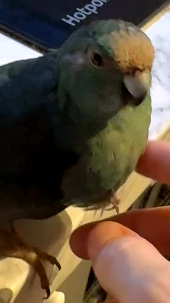 Mixed Breed birds for sale: Teal, the kakariki  - Video 1