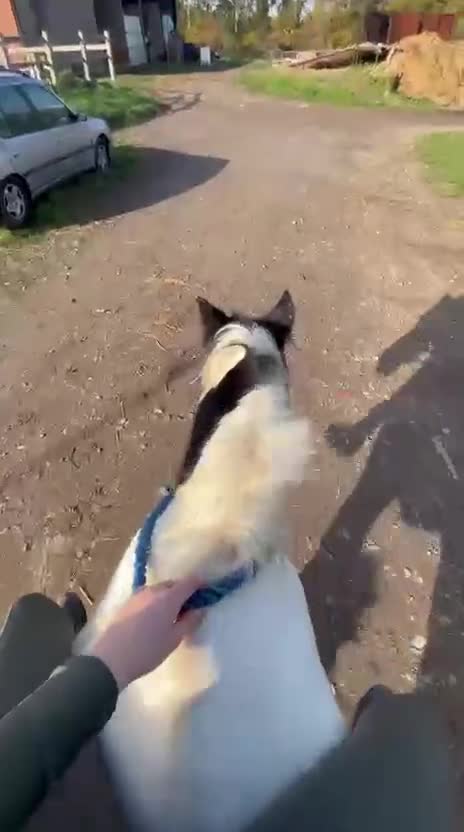 Irish Cob horses for sale: Pc pony / family ,rda lr  - Video 1