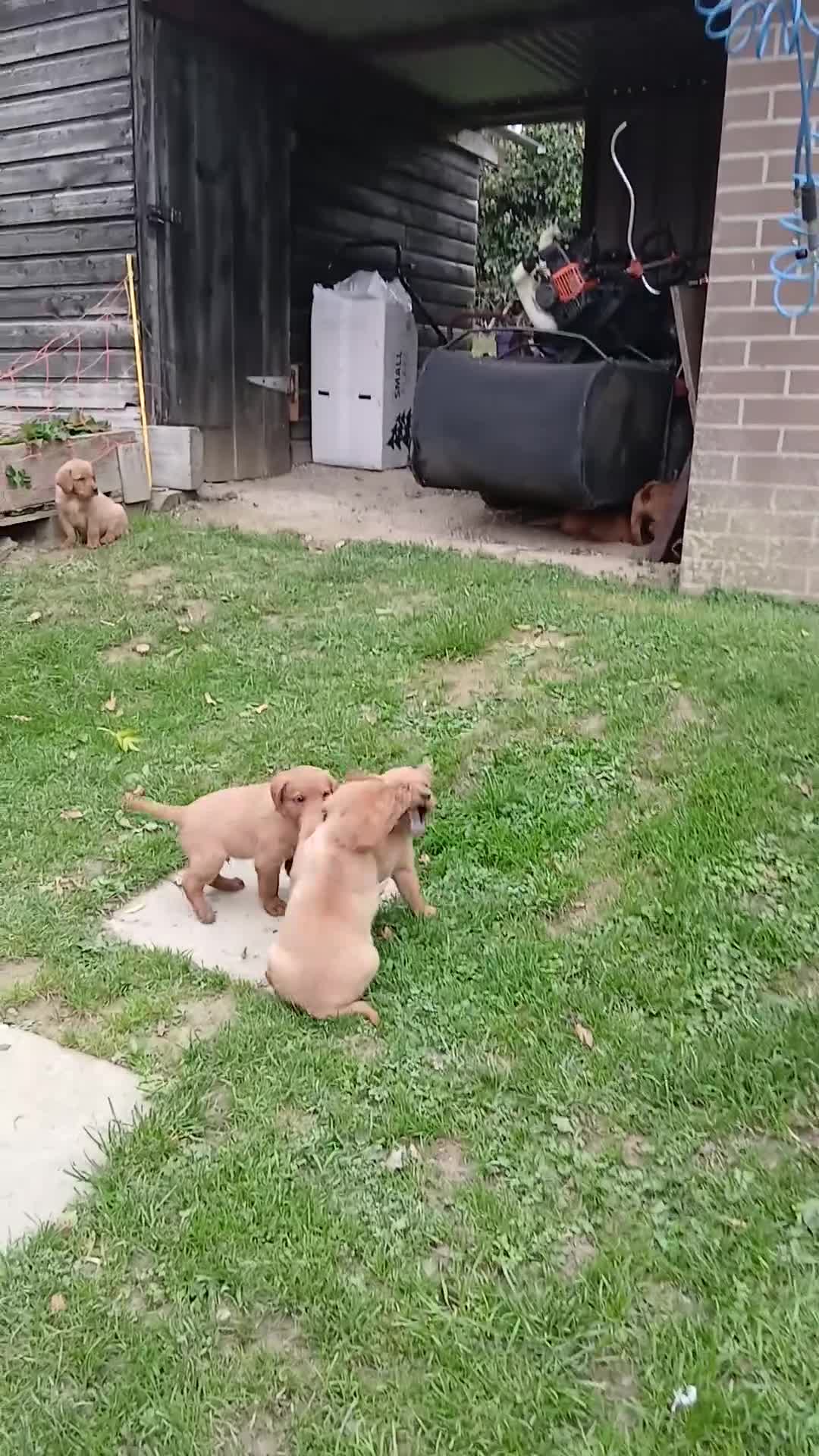 Labrador Retriever dogs for sale: Fox red labrador puppies  - Video 1