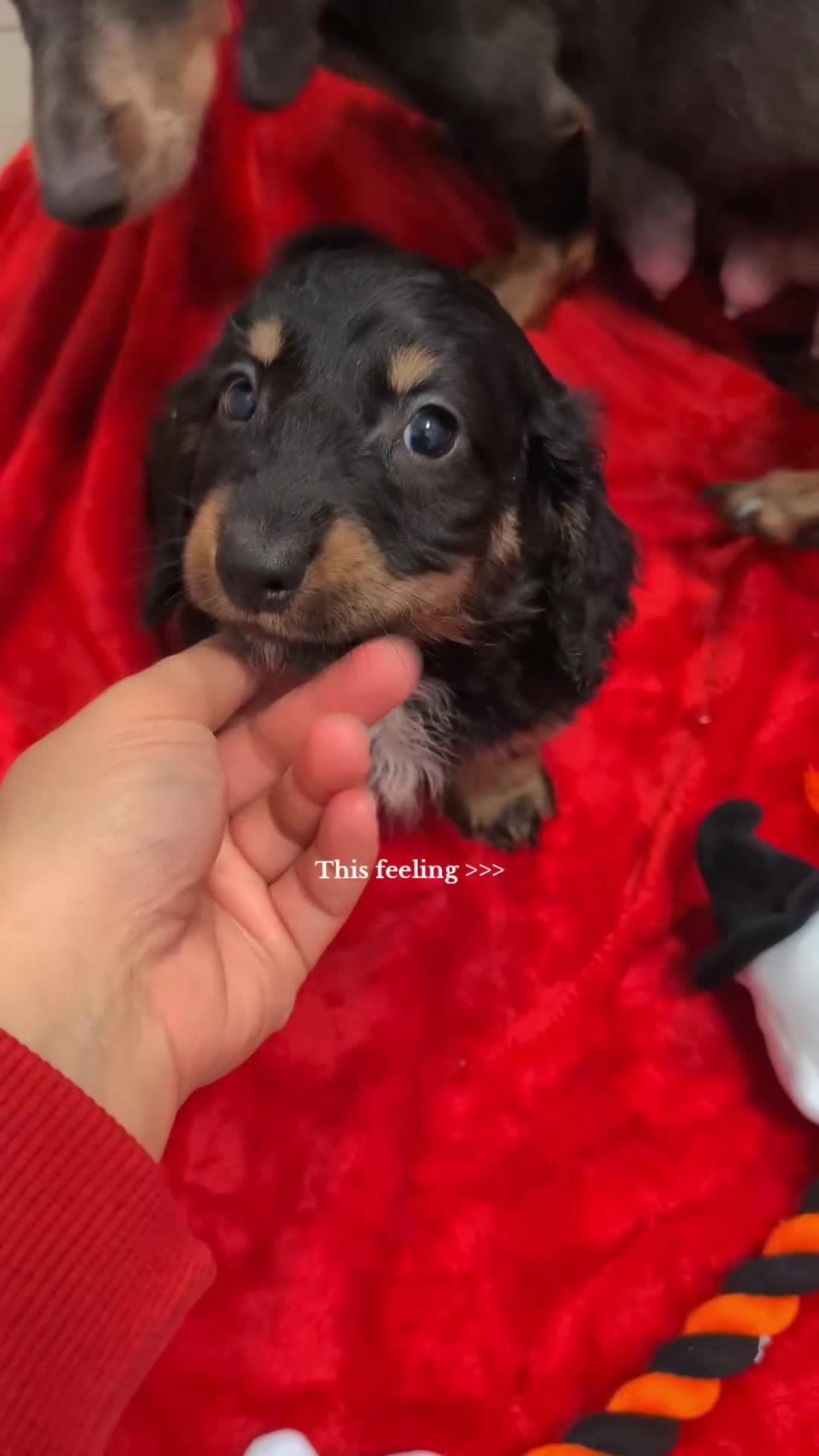 Dachshund dogs for sale: Miniature dachshund  - Video 2