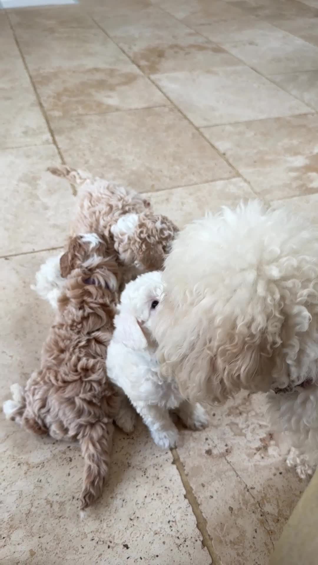 Labradoodle dogs for sale: 1 x Female Gorgeous 3rd Gen Min Labradoodle Puppy - Video 1