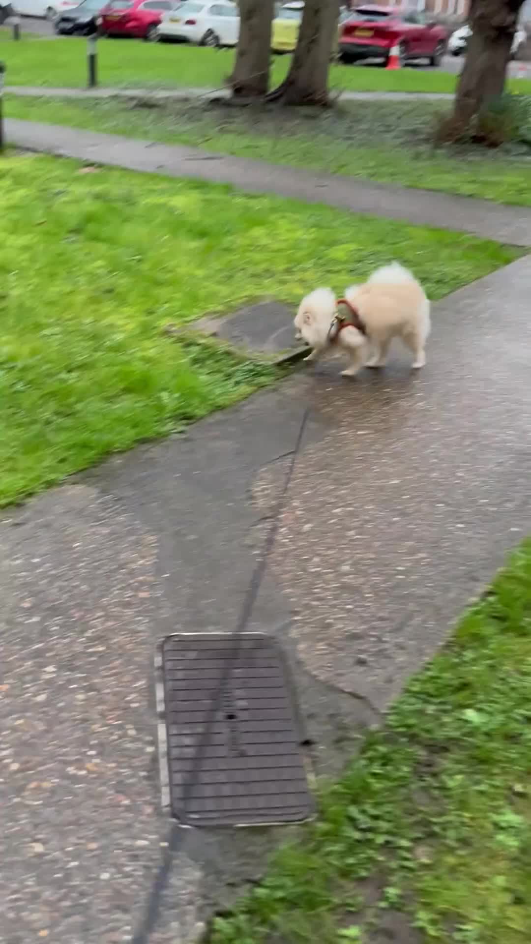 Pomeranian dogs for sale: Pomeranian - Video 1