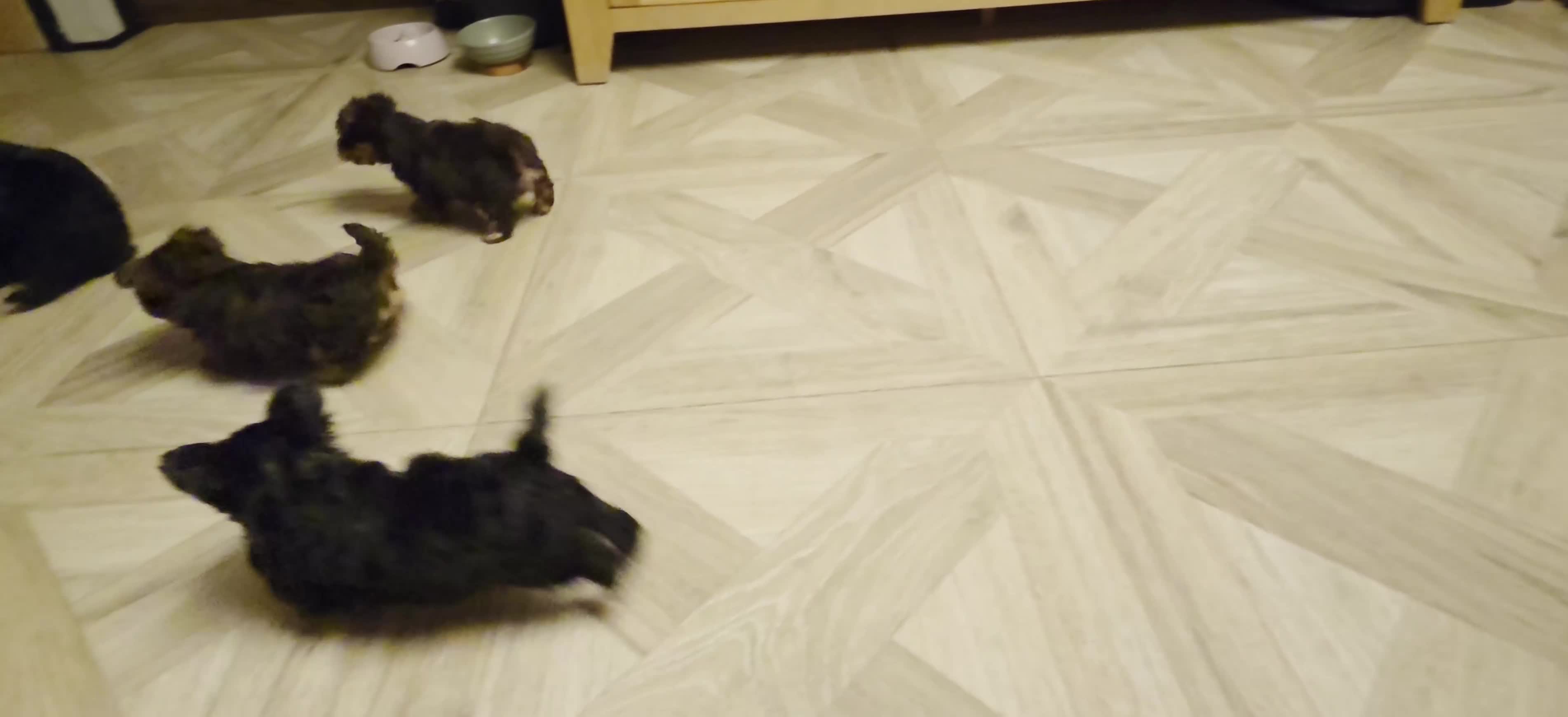 Yorkshire Terrier dogs for sale: Inka's 1st litter -Yorkshire terriers  - Video 2