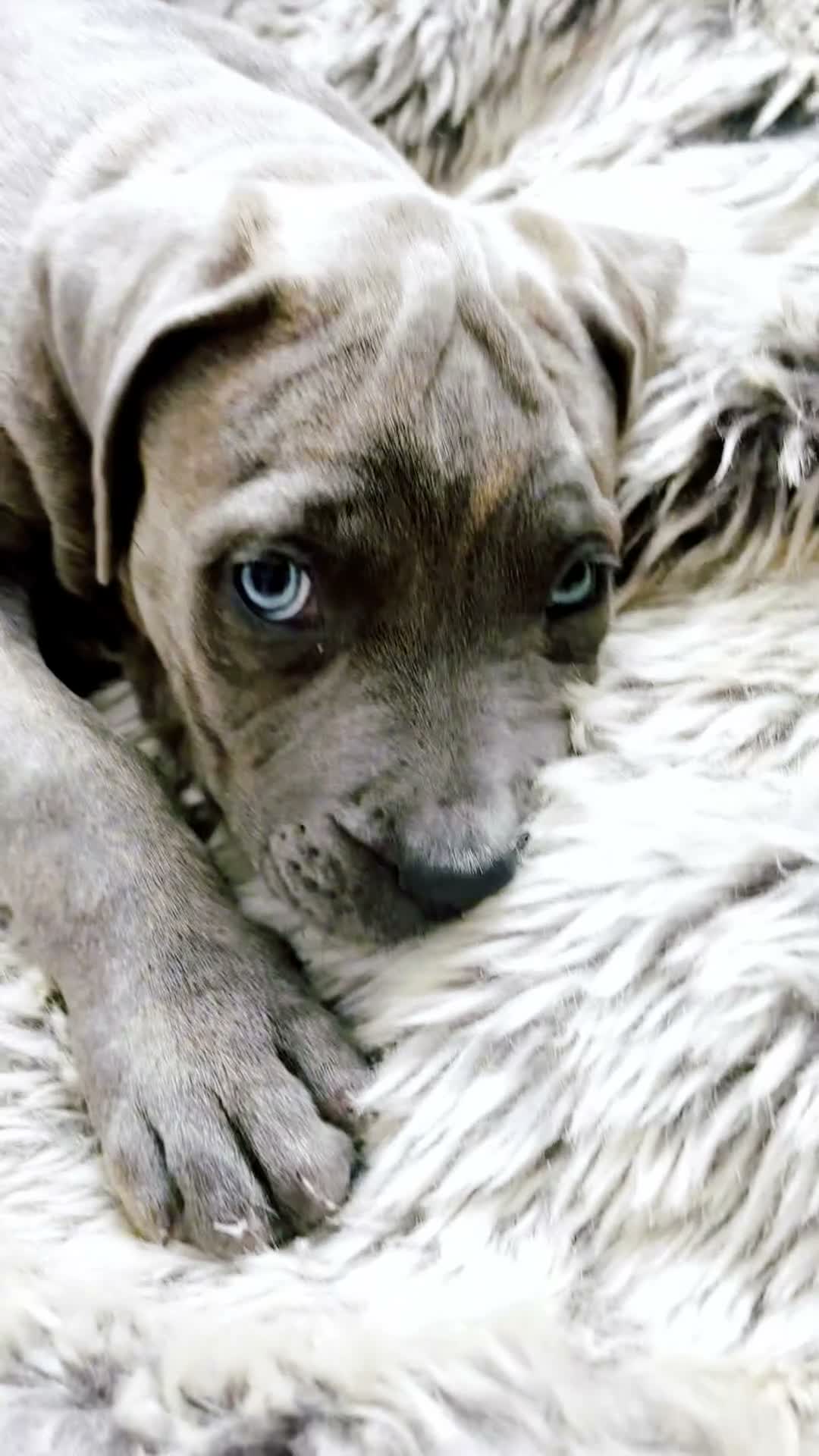 Mixed Breed dogs for sale: Silver Grey Male Cane Corso / Bulmastiff PuppY - Video 3