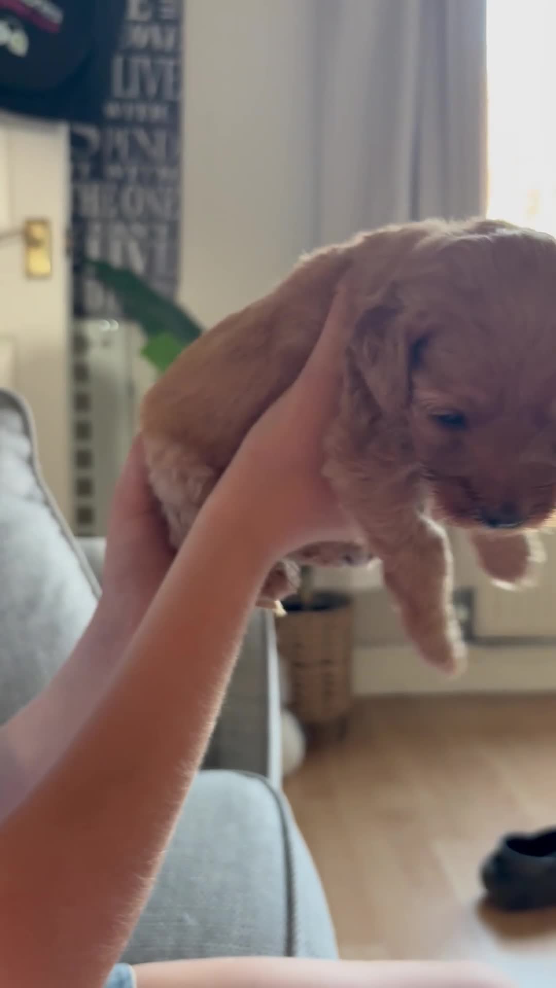 Cockapoo dogs for sale: Cockapoo pups ❤️ in Rhyl - Video 1