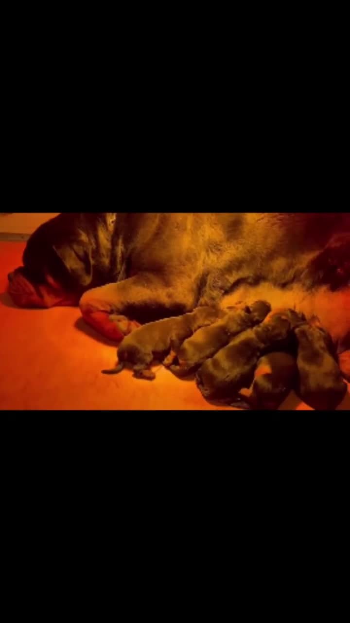 Rottweiler dogs for sale: 🐾 Adorable Rottweiler Puppies Ready! 🐾 - Video 2