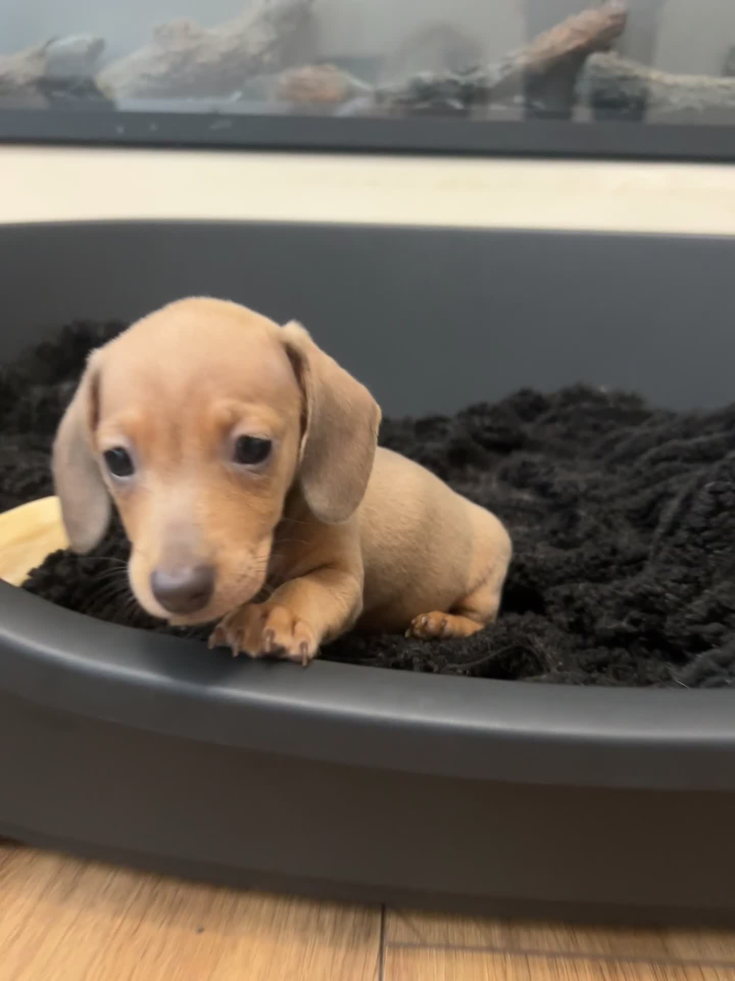 Miniature Dachshund dogs for sale: Tiny miniature kc dachshunds LAST GIRL   - Video 1