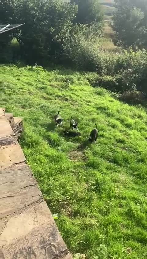 Border Collie dogs for sale: 3 Gorgeous border collie puppies for sale. - Video 1