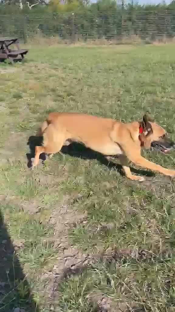 Mixed Breed dogs for adoption: Majestic Zorro 4 years old  in Stockport - Video 1