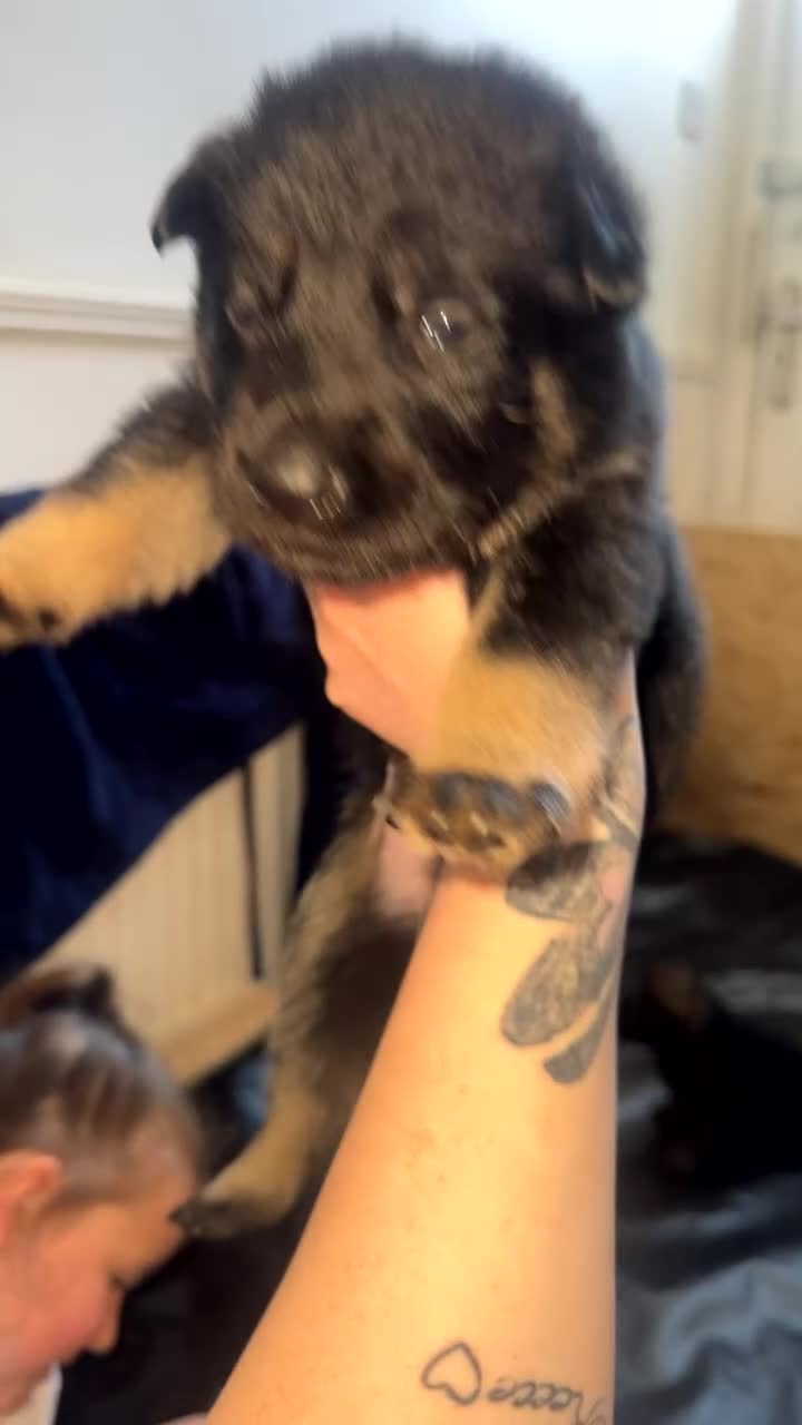 German Shepherd dogs for sale: 9 German shepherd puppies - Video 3
