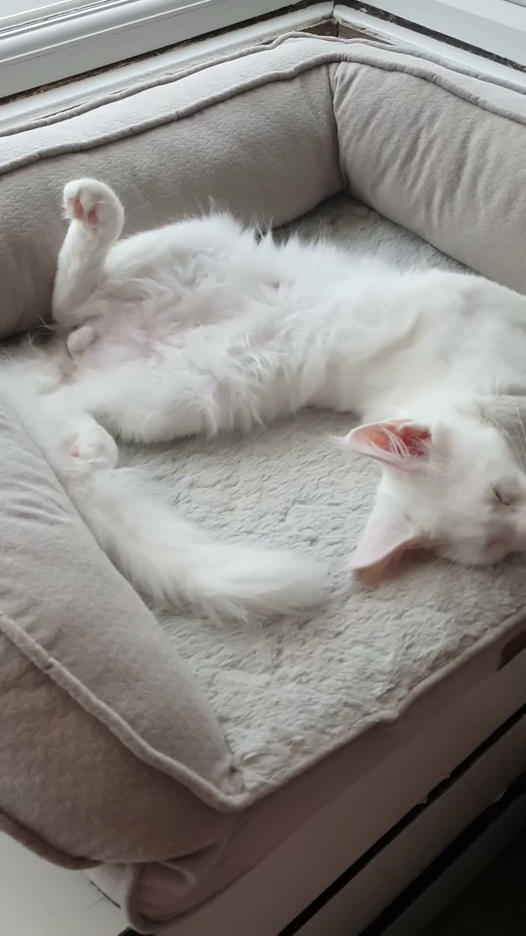Maine Coon cats for sale: 🏅TICA🏅 pure white boys maine coons - Video 4