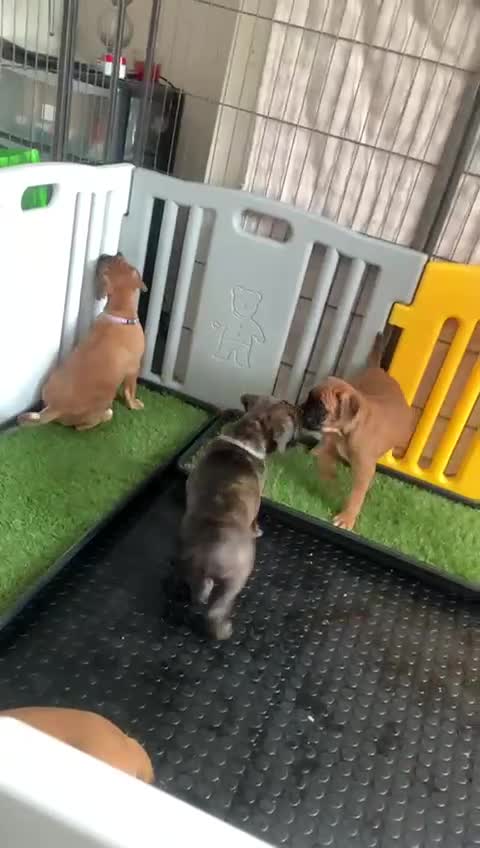Boxer dogs for sale: Female bobtail brindle boxer puppy in Rotherham - Video 1