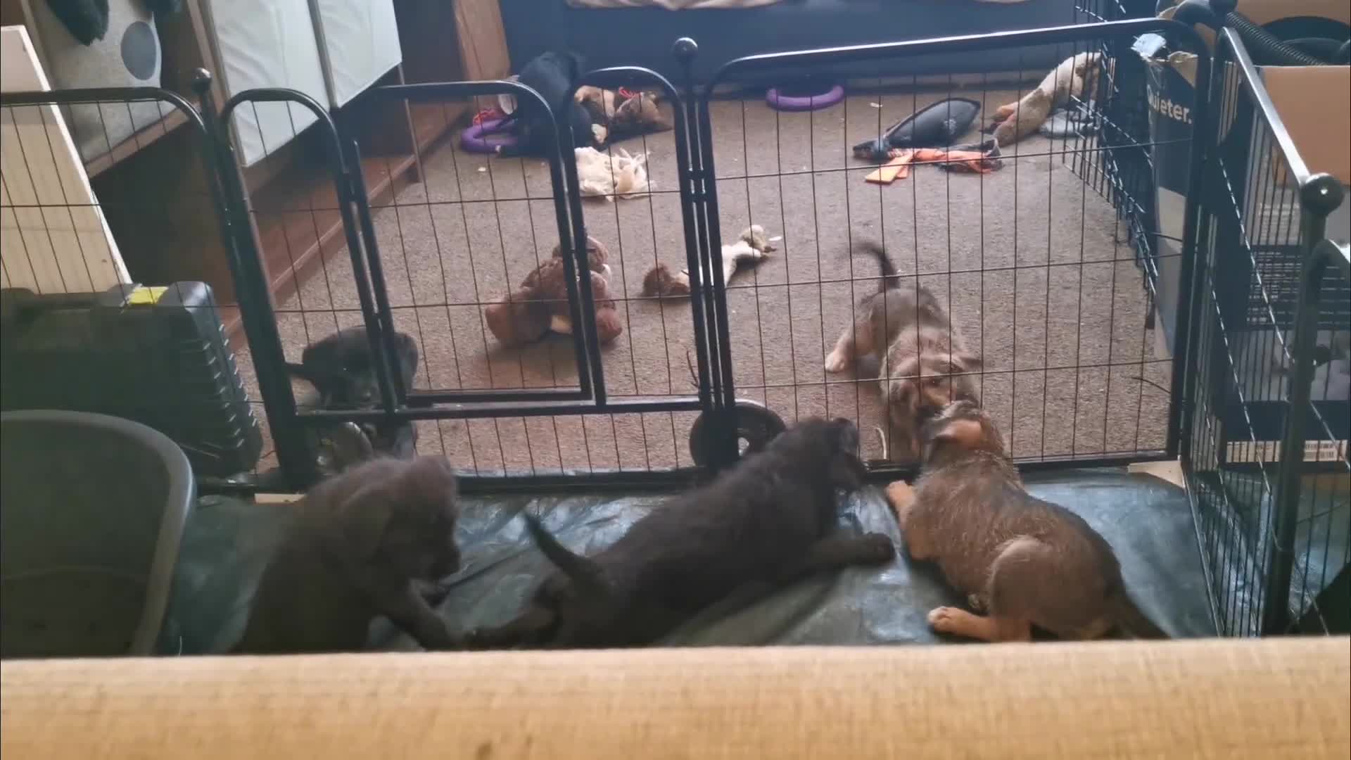 Mixed Breed dogs for sale: 7 beautiful staffie x labradoodle puppies for sale - Video 4