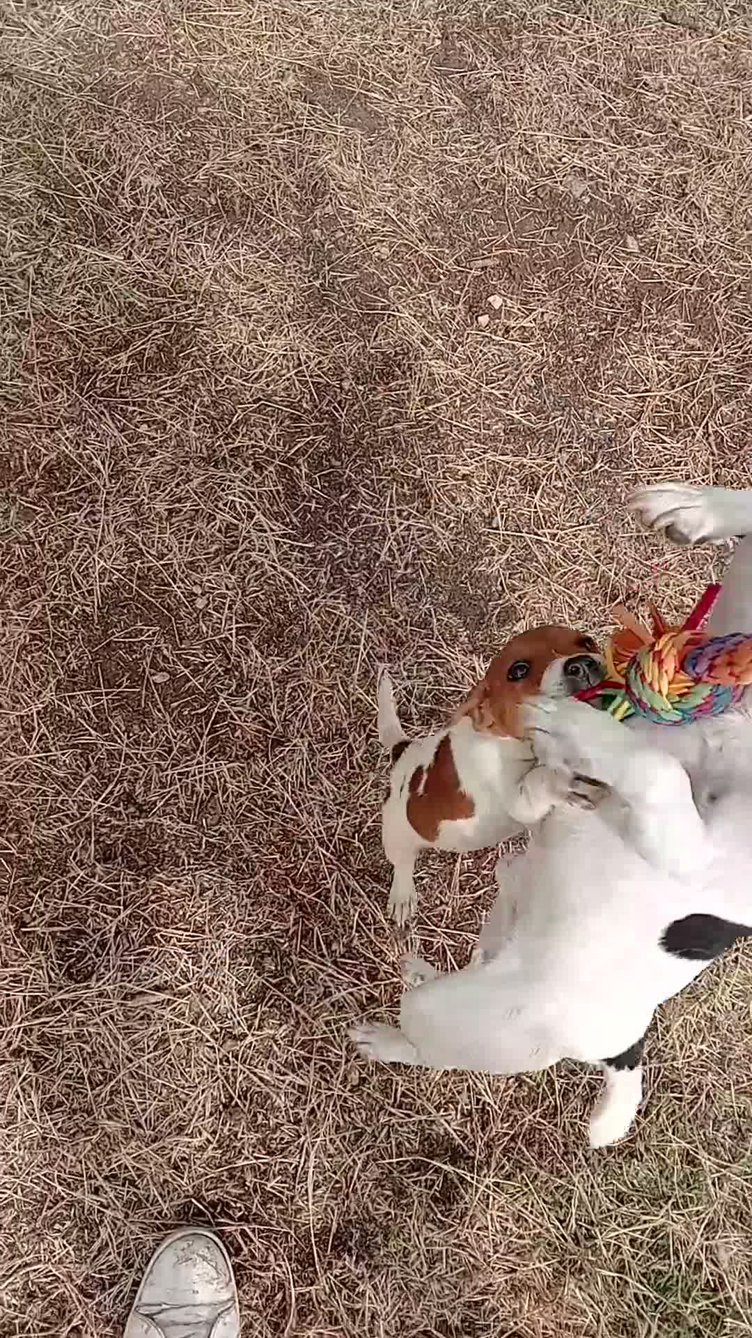 Jack Russell dogs for sale: JRT boy pup white and tan  - Video 2