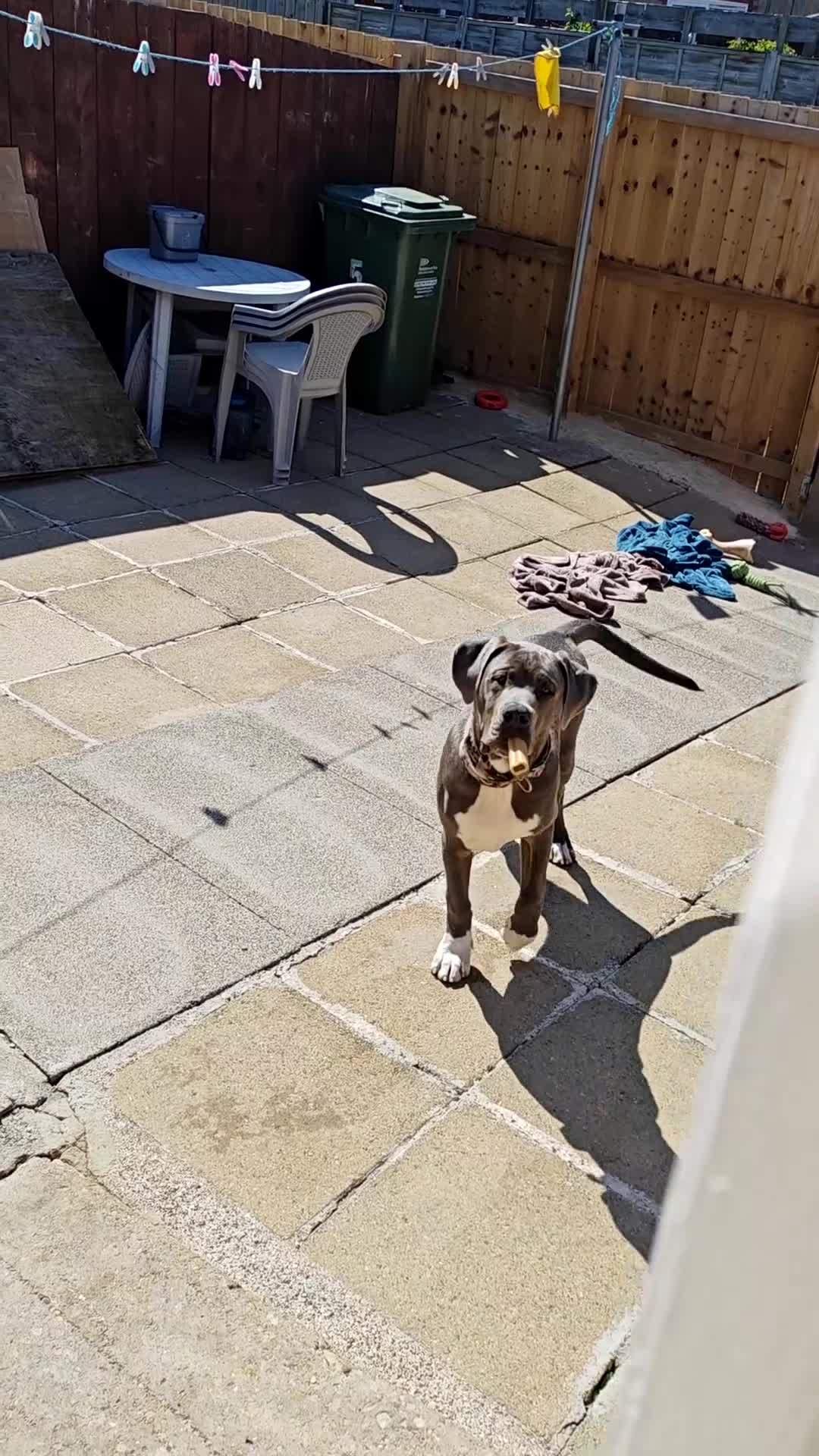 Mixed Breed dogs for sale: Presa Canario  ** tiff  in Stockton-on-Tees - Video 1