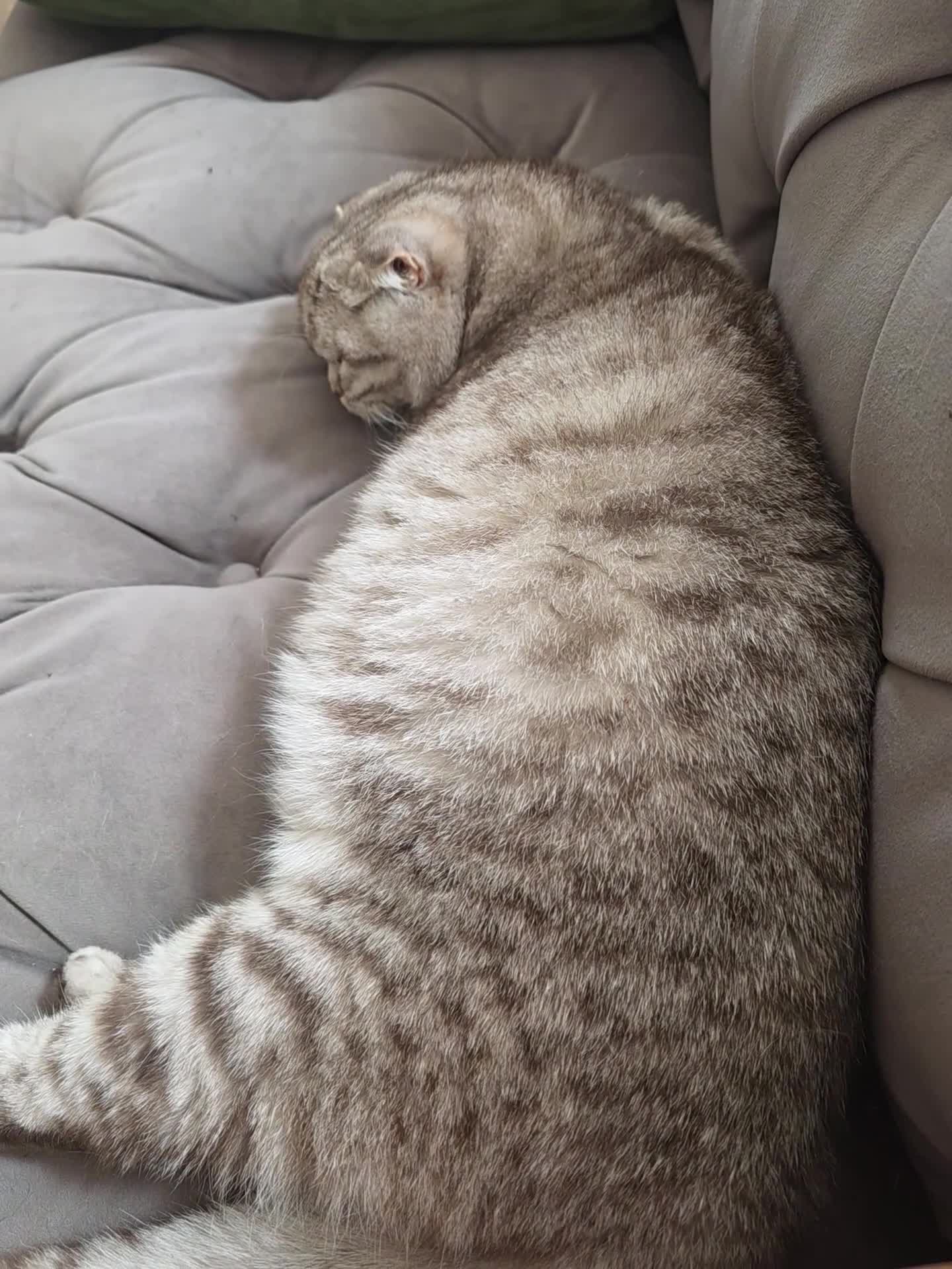 Scottish Fold cats for sale: Beautiful Tica Registered Babies - Video 4