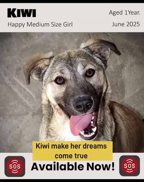 Mixed Breed dogs for adoption: Kiwi, 1 yr old. Available for adoption. - Video 2