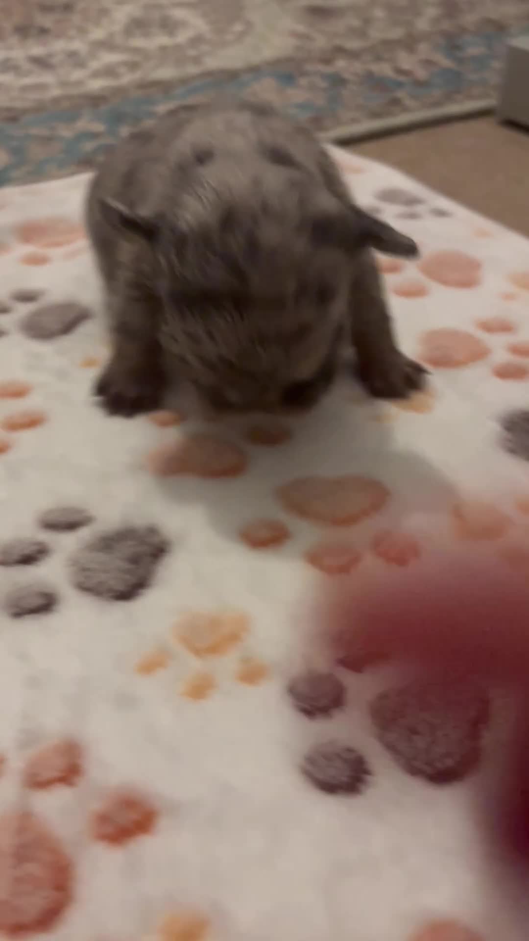 French Bulldog dogs for sale: 4 female French bulldog  - Video 3