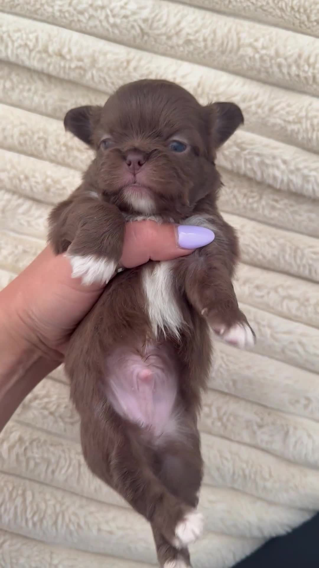 Chihuahua dogs for sale: Stunning Longcoat blue female & Choclate male  - Video 1