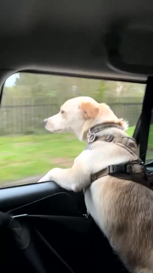 Mixed Breed dogs for sale: Belle the pomeagle - Video 1