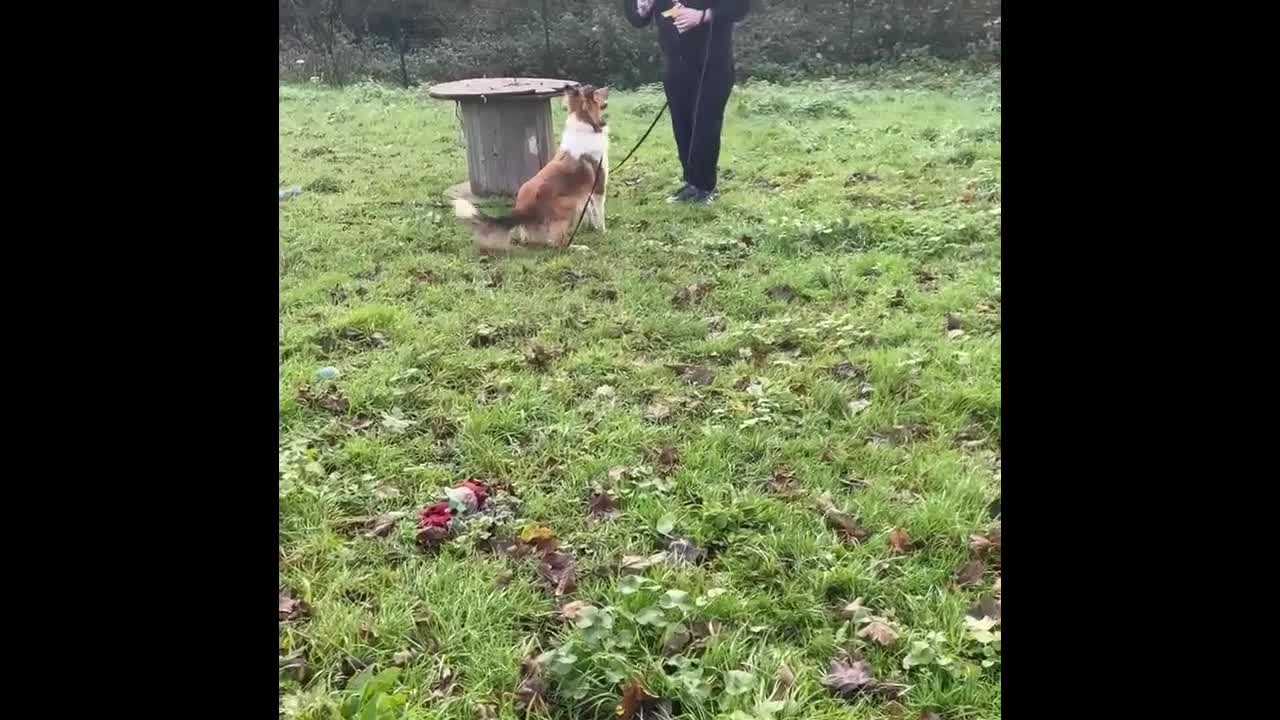 Rough Collie dogs for adoption: Brin is looking for a loving home - Video 1