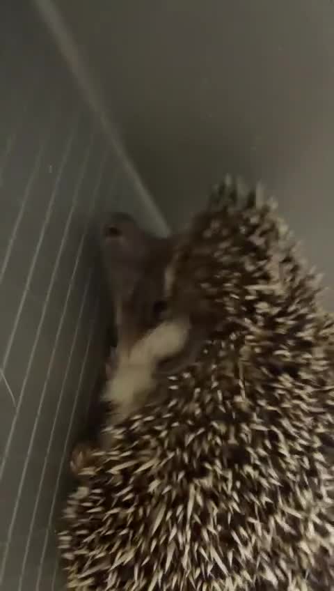 Pygmy Hedgehog rodents for sale: 3 pigmy hedgehogs  - Video 3