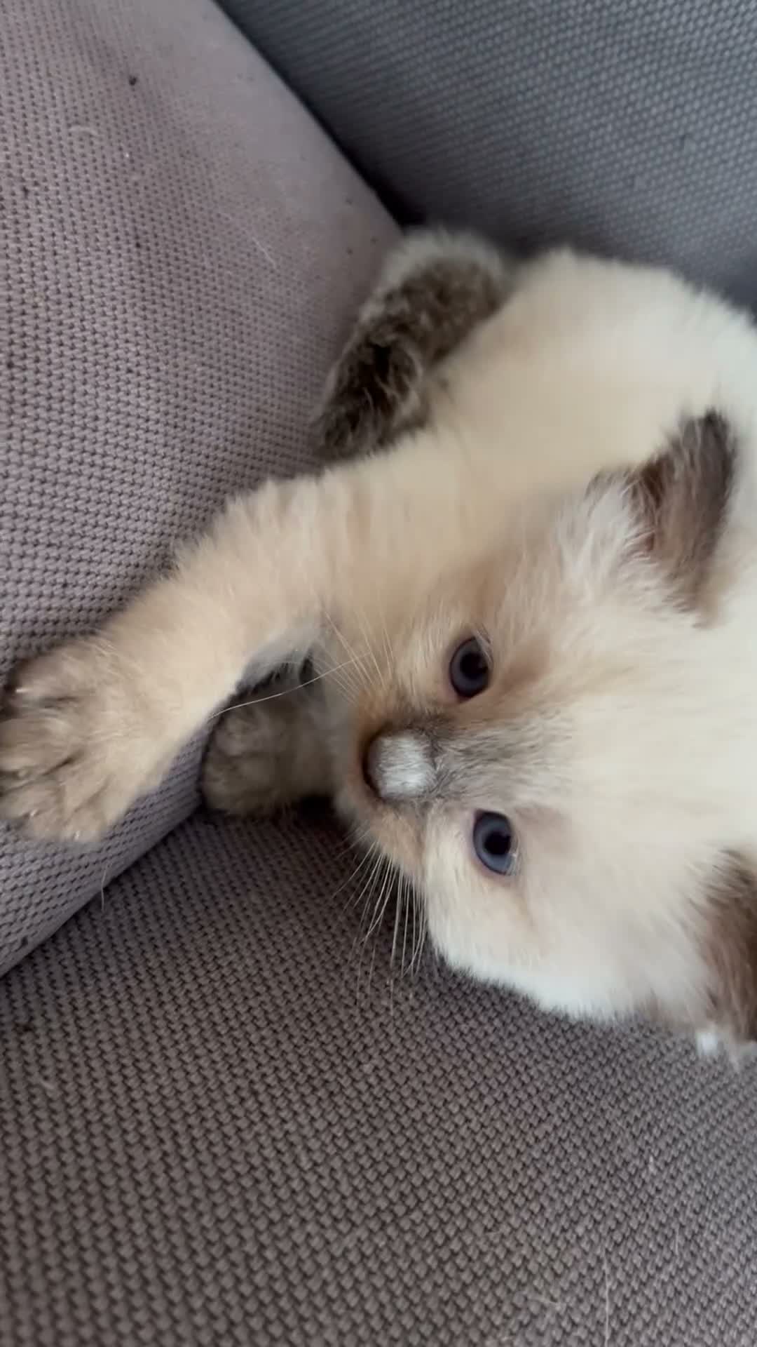 Ragdoll cats for sale: Pure ragdoll kittens sake London - Video 2