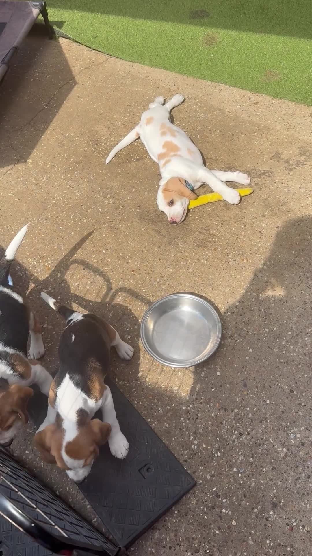 Beagle dogs for sale: Champion sired beagles KC reg & DNA health tested - Video 2