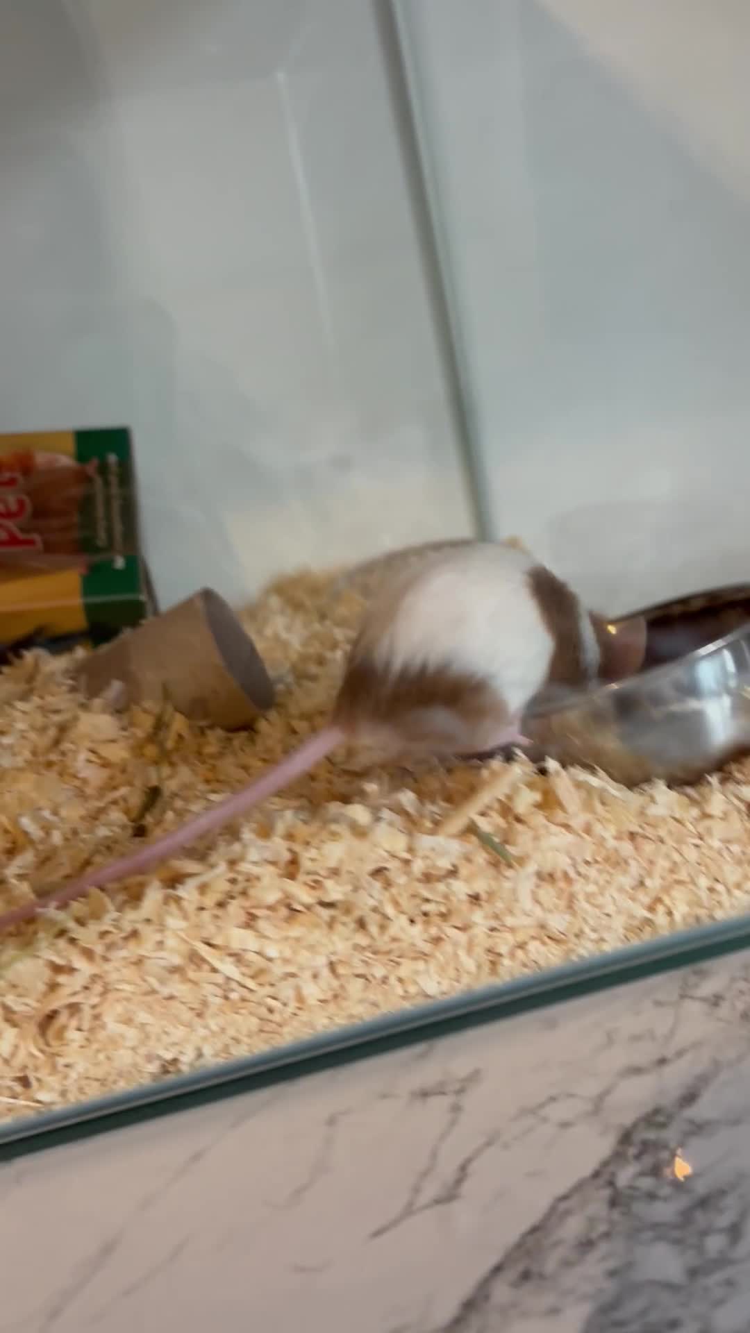 Mouse rodents for sale: bonded pair fancy mice (for free) - Video 2