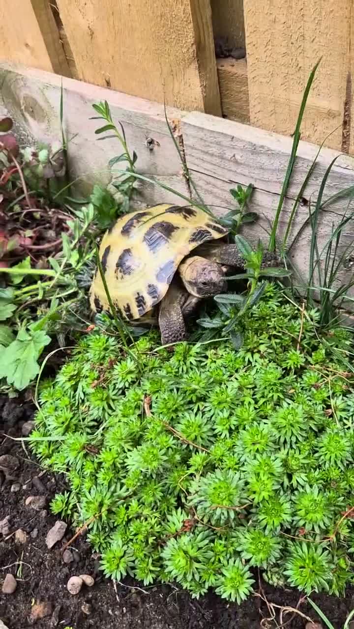 Tortoise reptiles for sale: Male 4 year old horsefield tortoise  in Darlington - Video 1