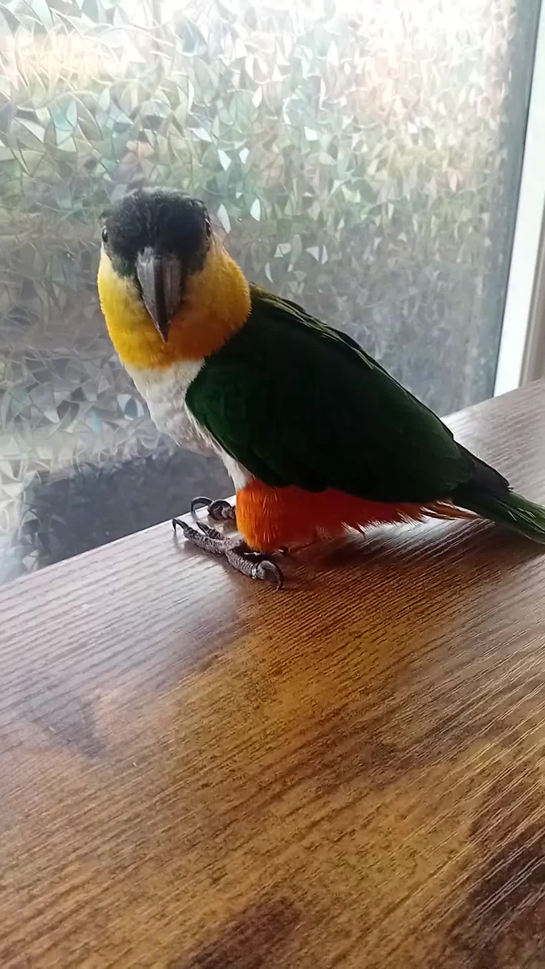 Mixed Breed birds for sale: Parrots  pais for sale  - Video 2