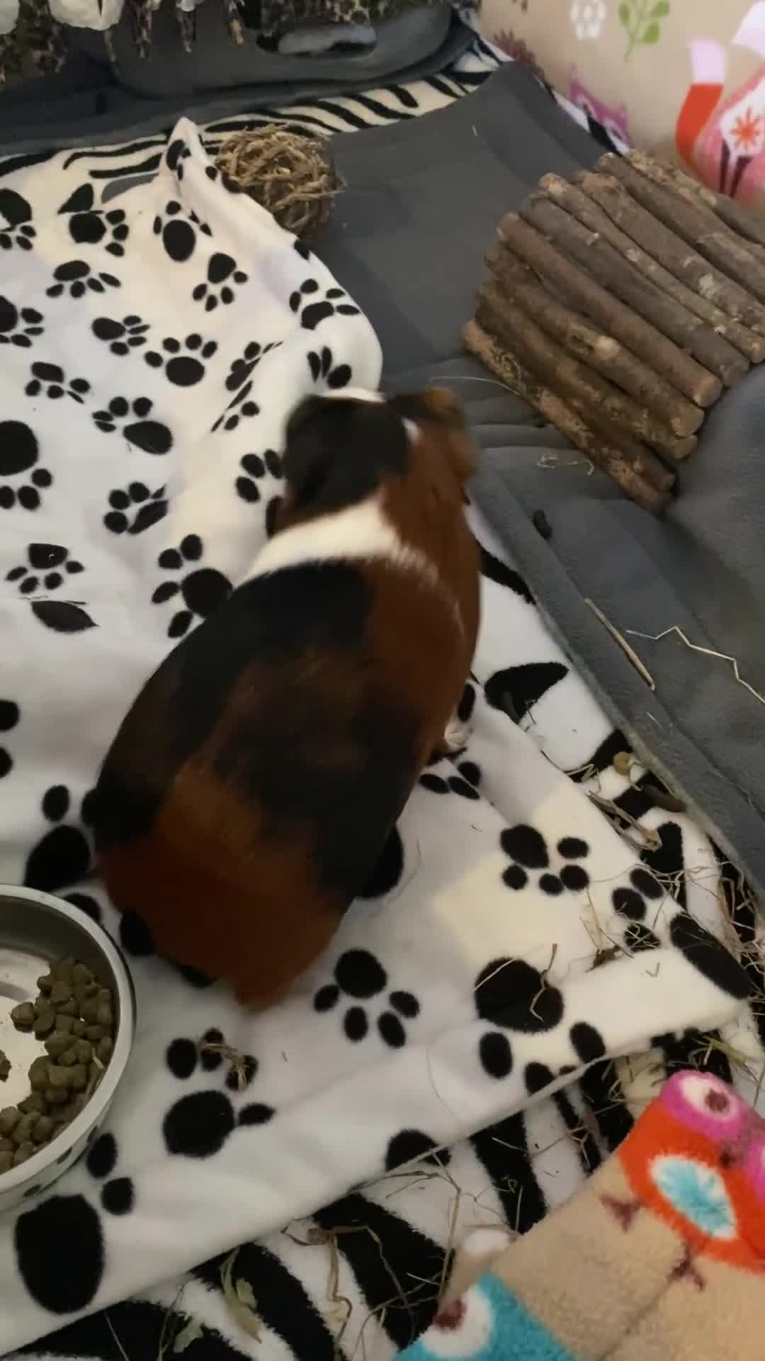 Guinea Pig rodents for sale: Lovely Guinea Pigs 2 Weeks to 7 Months  - Video 3