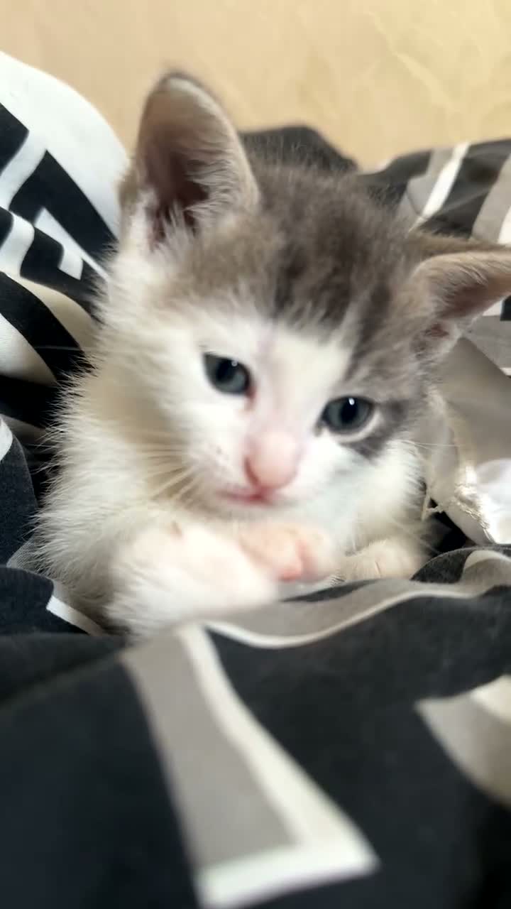 Mixed Breed cats for sale: Beautiful bengal x korat kittens  - Video 2