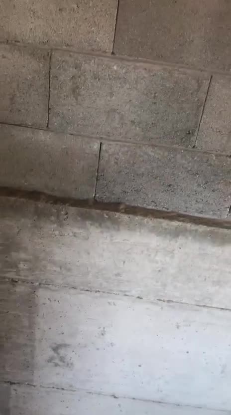 Mixed Breed dogs for adoption: Captain, 10 yrs old. Available for adoption. - Video 5