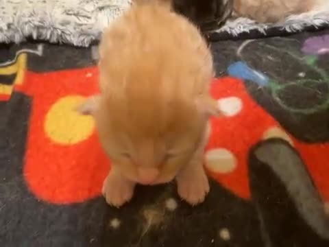 Maine Coon cats for sale: Gorgeous Maine coone kittens  - Video 2