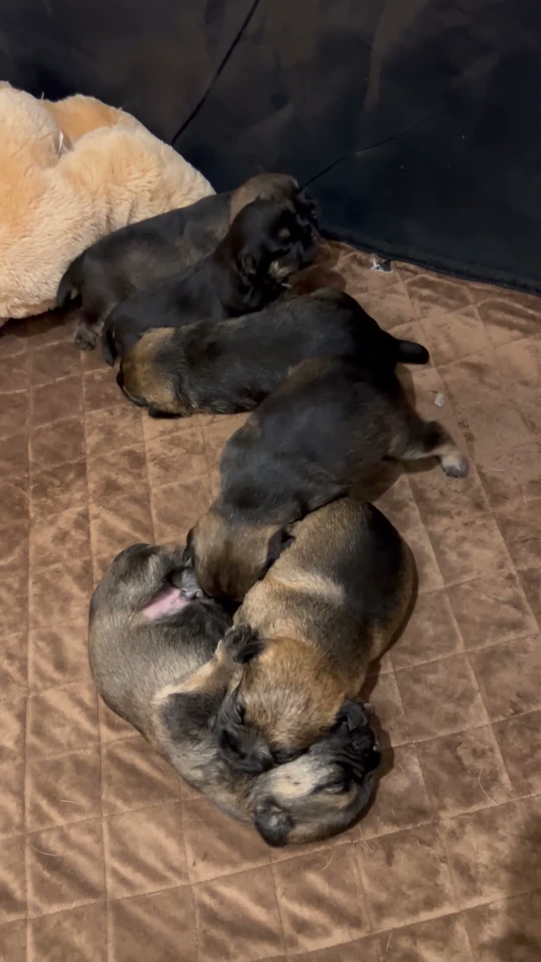 Border Terrier dogs for sale: 6 stunning boarder terrier puppies  - Video 1