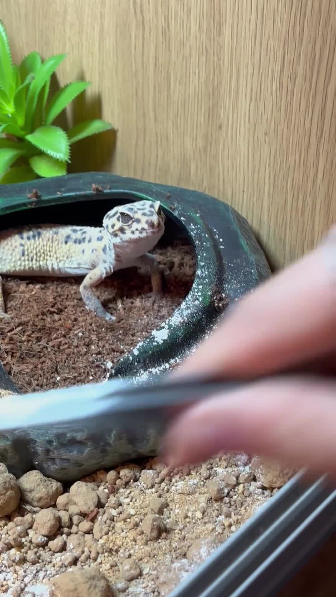 Leopard Gecko reptiles for sale: Leopard gecko and full set up.  - Video 1