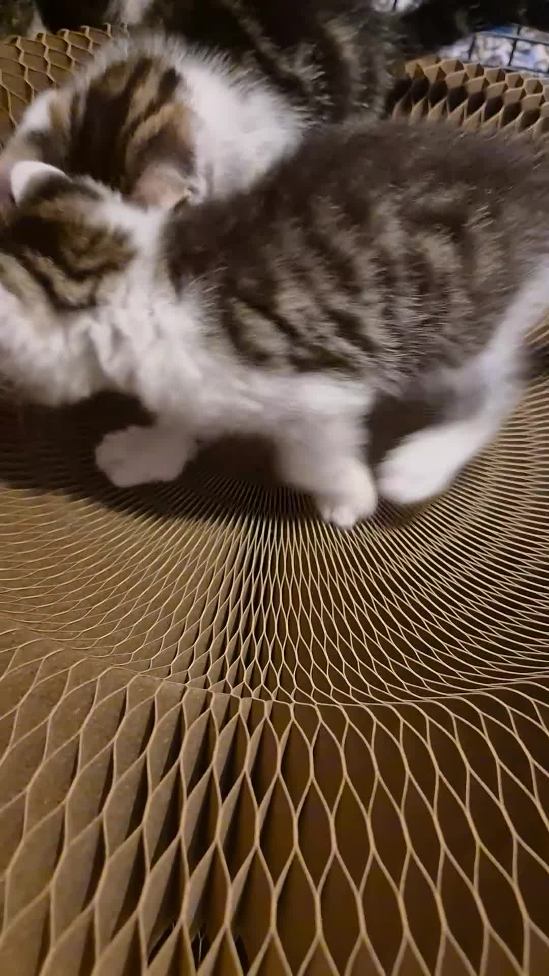 Mixed Breed cats for sale: 5 beautiful kittens  - Video 1