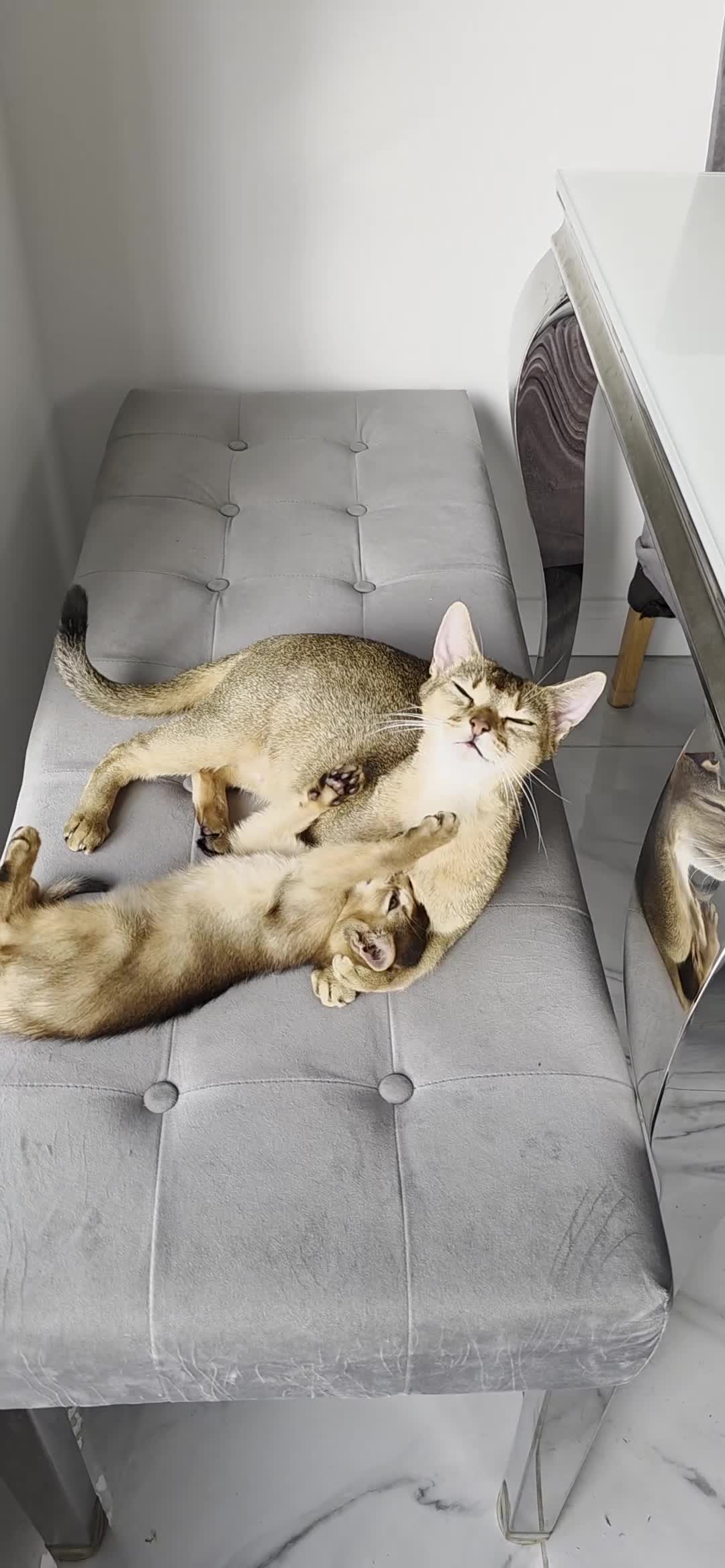 Abyssinian cats for sale: Abbysinian boy - Video 2