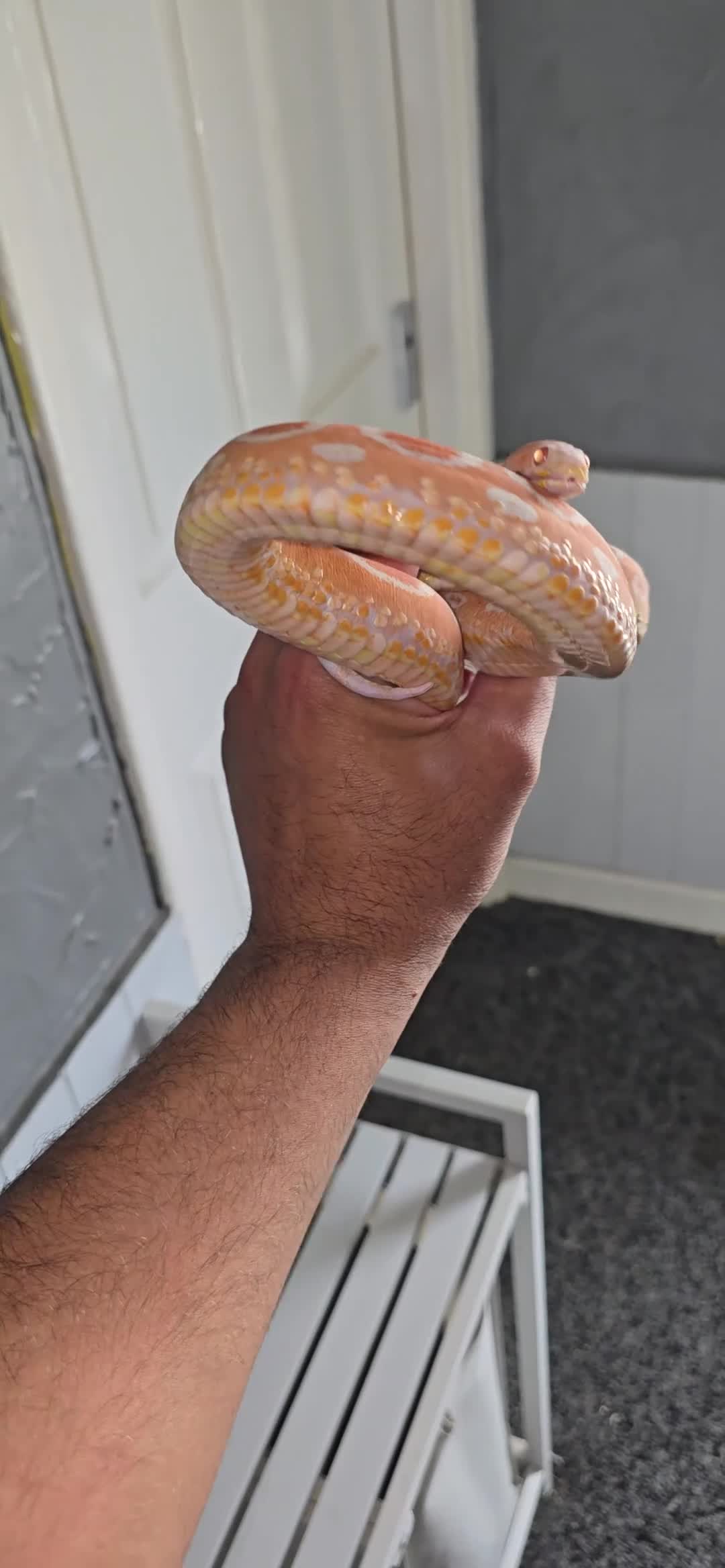 Corn Snake reptiles for sale: Adult Pair Scaleless and Microscaless corn snakes - Video 1