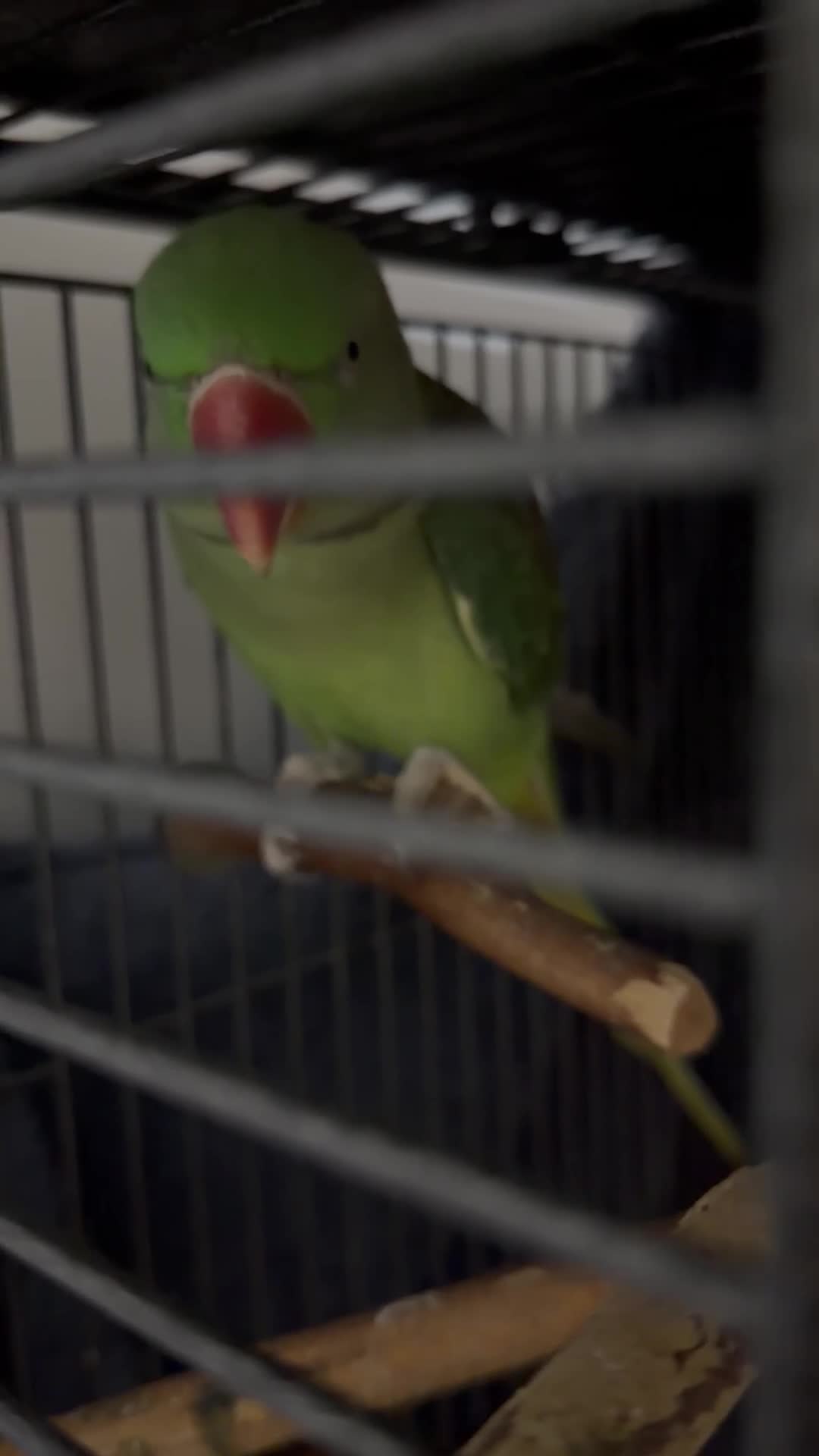 Parakeets birds for sale: Alexandrine for sale  - Video 1