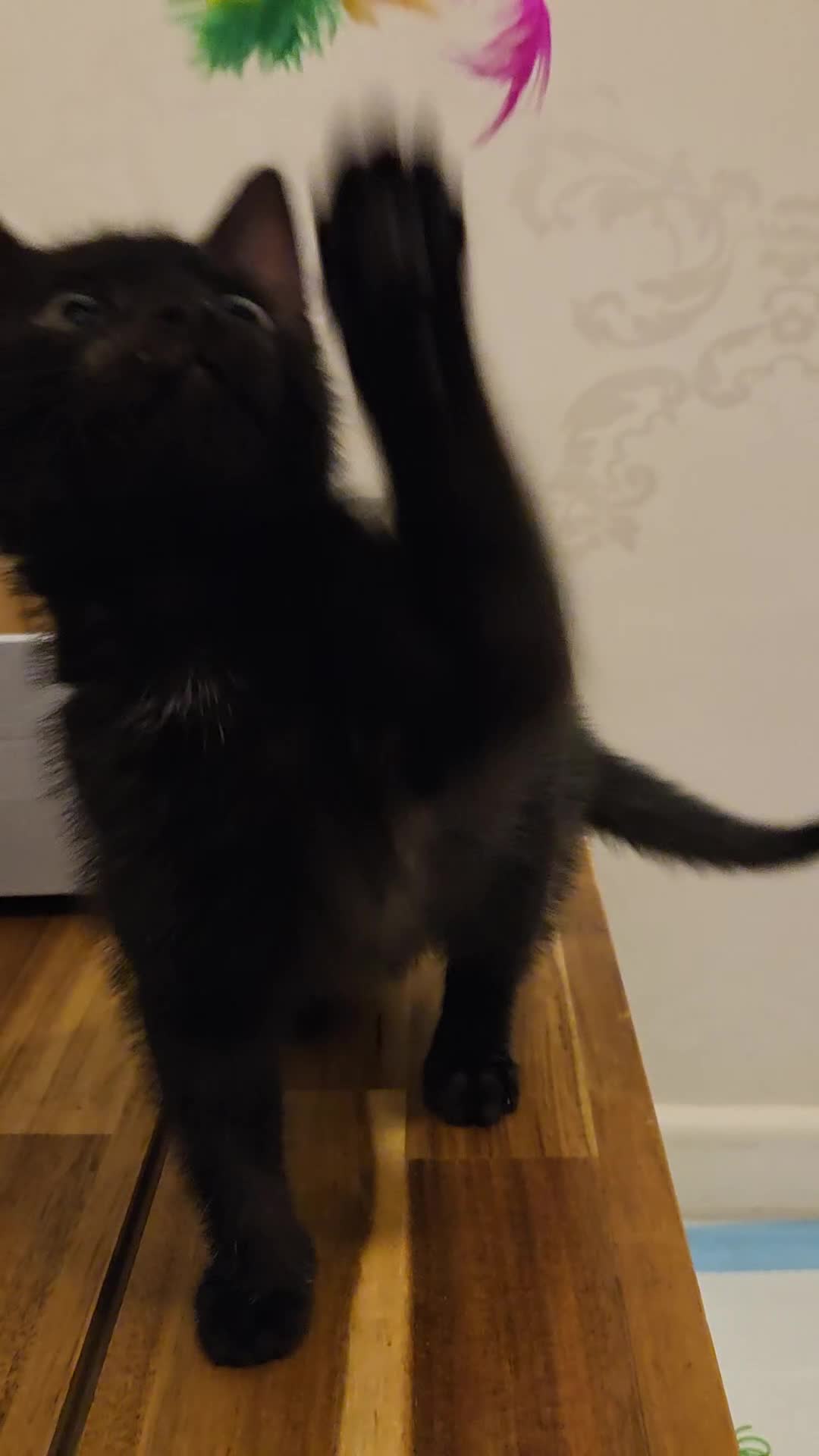 British Shorthair cats for sale: Black/brown kitten 😸  - Video 1