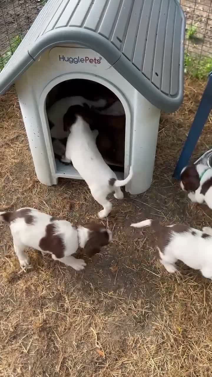Springador dogs for sale: Meet the Family - Video 2