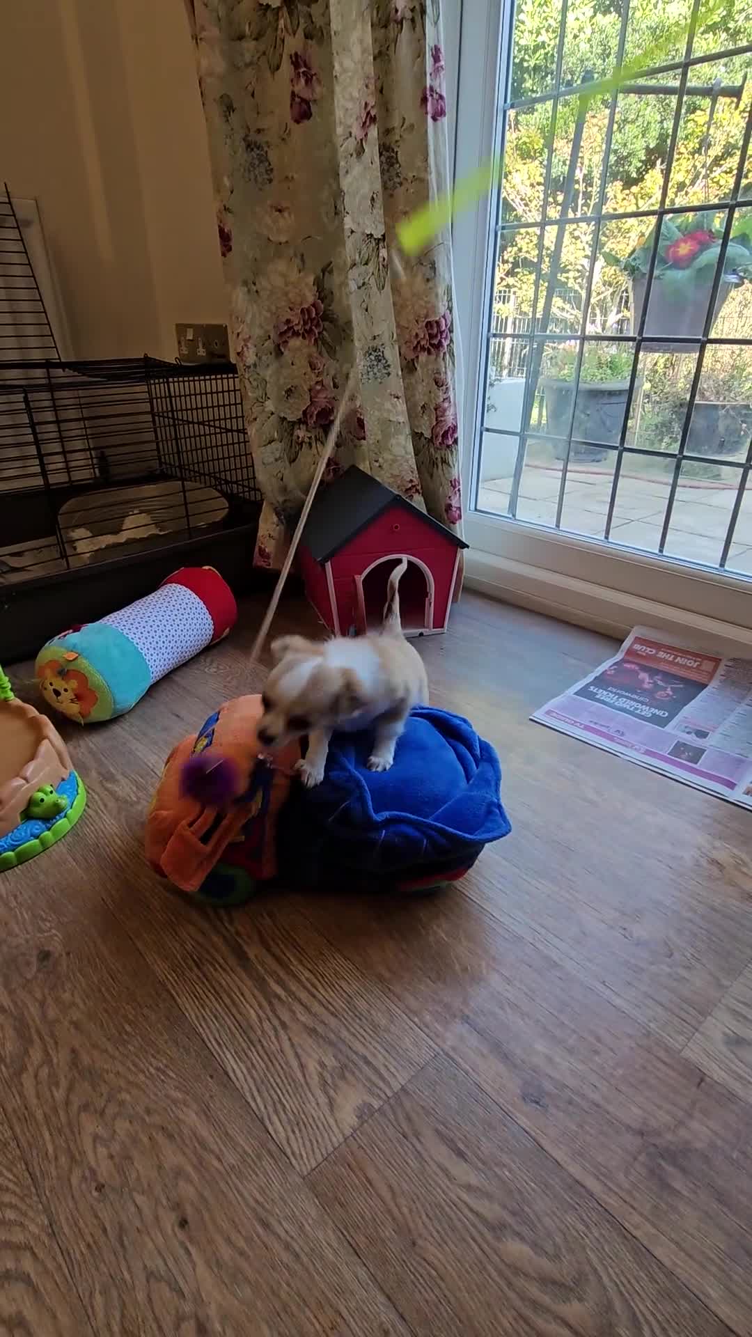 Chihuahua dogs for sale: Gorgeous KCReg. Longcoat Chihuahua Puppies  - Video 2