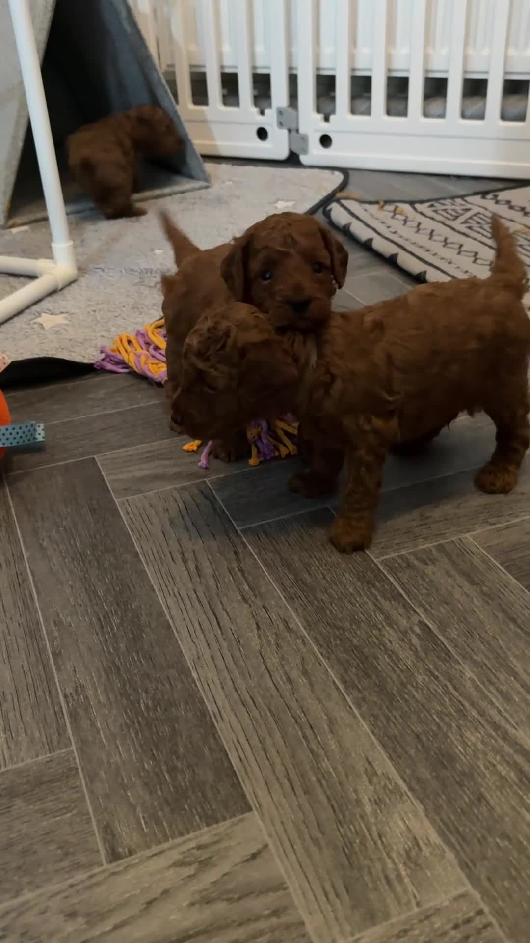 Toy Poodle dogs for sale: 6 Exquisite Red Toy Poodles. Parents DNA Clear - Video 3