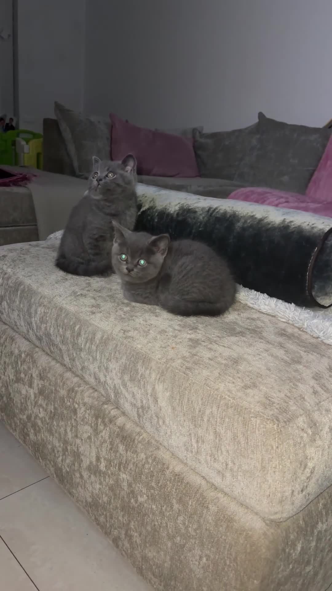 American Shorthair cats for sale: £400 each Last 2 boy British short hair kittens  - Video 2