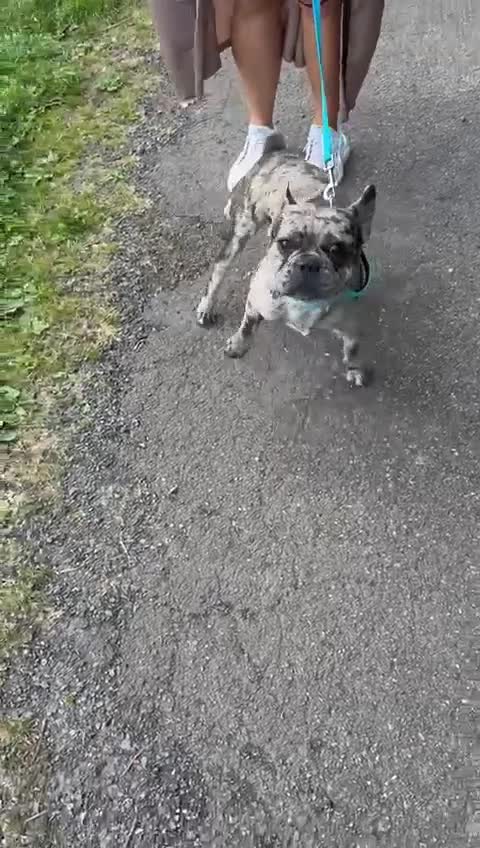 French Bulldog dogs for sale: Merle castrated French bull male 22 months old  - Video 1